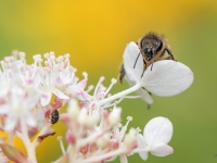 Medus bite (Apis mellifera)