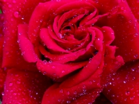 'GRANDE AMORE'