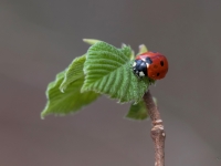 Septiņpunktu mārīte (Coccinella septempunctata)