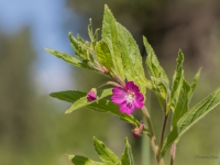 Pūkainā kazroze ( Epilobium hirsutum)