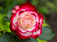 'JUBILE DU PRINCE DE MONAKO'
