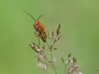Rūsganais mīkstspārnis (Rhagonycha fulva)