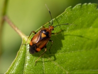 Mīkstblakts Deraeocoris ruber