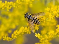 Ziedmuša Myathropa florea