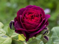 'GRAFIN VON HARDENBERG'