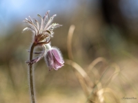 Pļavas silpurene (Pulsatilla pratensis). Īpaši aizsargājama suga.