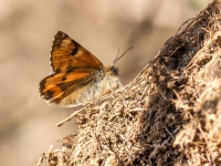 Bērzu pavasarsprīžmetis (Archiearis parthenias)
