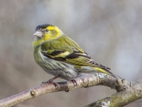Ķivulis (Spinus spinus)
