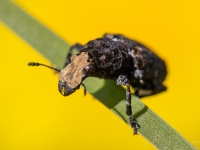 Sveķu platsmeceris (Platyrhinus resinosus)