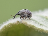 Smecernieks Cionus sp.