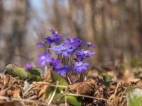 Zilās vizbulītes (Hepatica nobilis)