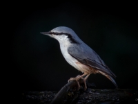 Dzilnītis (Sitta europaea)