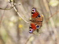 Acainais raibenis (Inachis io)