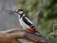 Dižraibais dzenis (Dendrocopos major)