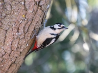 Dižraibais dzenis (Dendrocopos major)