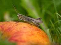 Sisenis Chorthippus dorsatus