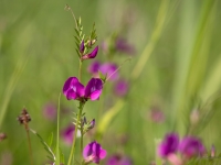 Šaurlapu vīķis (Vicia angustifolia)
