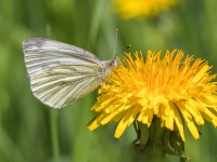 Kāļu baltenis (Pieris napi)