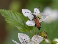 Koksngrauzis Anastrangalia sp