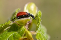 Lazdu tinējsmecernieks (Apoderus coryli)
