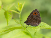 Gāršas brūnulis (Erebia aethiops)