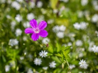 Purva gandrene (Geranium palustre)