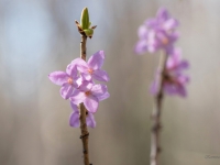 Parastā zalktene (Daphne mezereum)