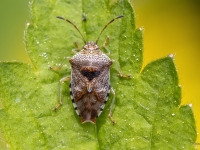 Bērzu vairogblakts (Elasmucha grisea)