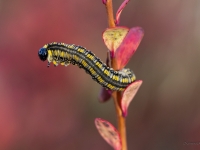 Skujlapsene Diprion similis