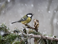 Lielā zīlīte (Parus major)