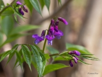 Pavasara dedestiņa (Lathyrus vernus) 
