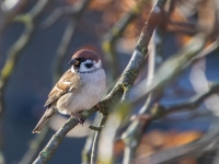 Lauku zvirbulis (Passer montanus)
