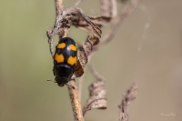 Spīdulis Glischrochilus grandis