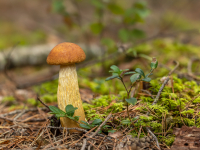 Dzīslkāta beka (Aureoboletus projectellus)