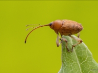 Riekstu smecernieks (Curculio nucum)