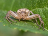 Krabjzirneklis (Xysticus ulmi)