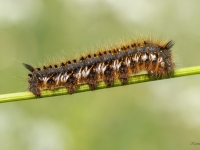 Graudzāļu vērpējs (Euthrix potatoria)
