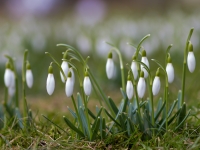 Baltās sniegpulkstenītes ( Galanthus nivalis )