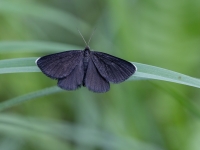 Melnais sprīžmetis (Odezia atrata)