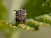 Ragainā cikāde (Centrotus cornutus)