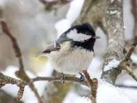 Meža zīlīte (Periparus ater)