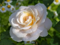 'LIONS- ROSE' 
