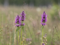 Dziedniecības sārmene (ārstniecības pātaine), Stachys officinalis (syn. Betonica officinalis)
