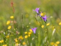 Pļavas pulkstenītes (Campanula patula)