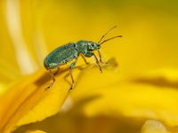 Sudrabzaļais lapu smecernieks (Phyllobius argentatus)