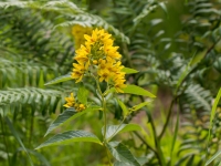 Parastā zeltene (Lysimachia vulgaris)