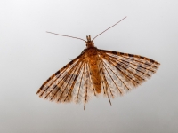  Sausseržu ziedu bārkstspārnis (Alucita hexadactyla)