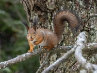 Vāvere (Sciurus vulgaris)