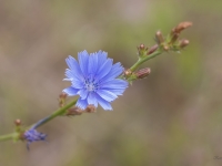 Parastais cigoriņš (Cichorium intybus)