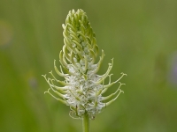 Vārpainā septiņvīre (Phyteuma spicatum)